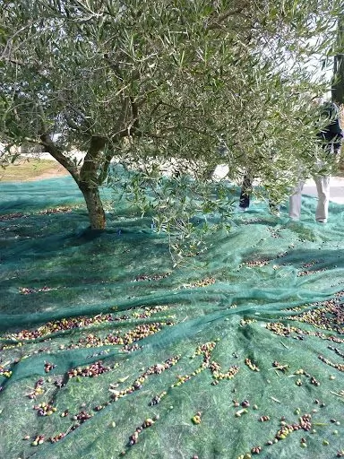 Zeytin Toplama Sergiliği